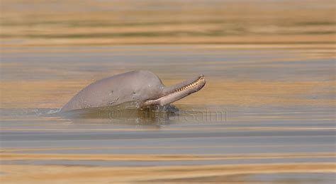 Indus river dolphin | The Indus river dolphin is listed by t… | Flickr