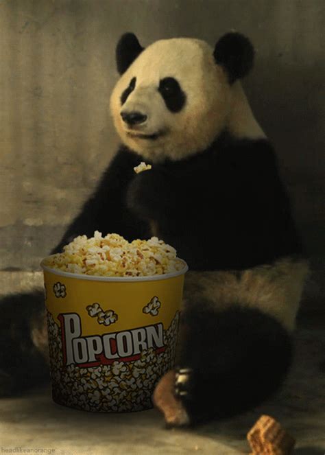 Panda Eating Popcorn GIF - Popcorn Panda Eating - Discover & Share GIFs