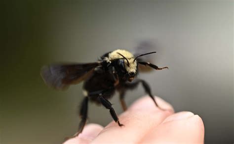 Do Carpenter Bees Sting? - Beekeeping 101