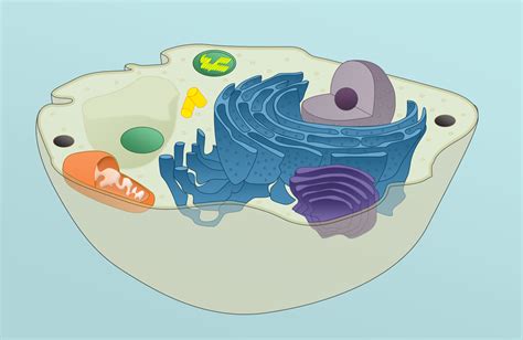 File:Eukaryoticcell.png - Wikipedia