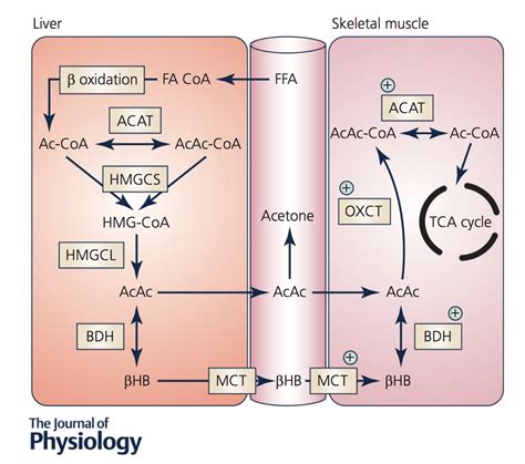 All Things Ketone: Training Adaptations - Ketogenesis/Ketolysis