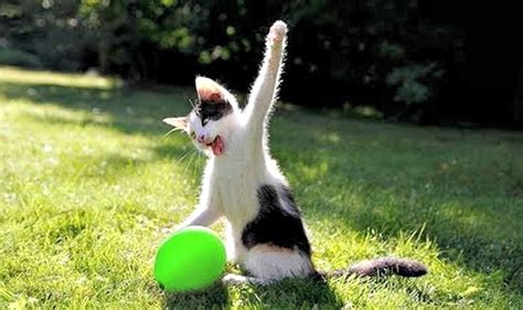 11 Amazing pictures of animals doing things in slow motion will stun ...