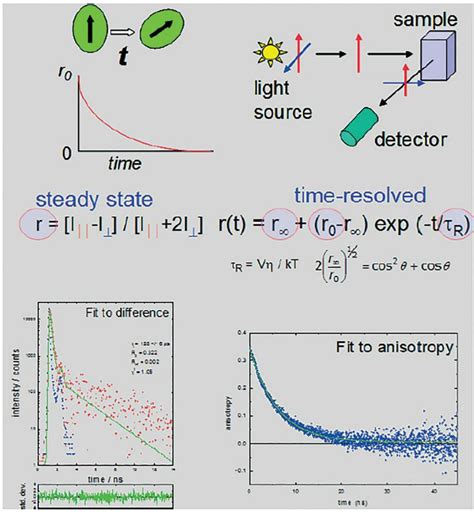 What is Fluorescence Anisotropy or Fluorescence Polarization? - HORIBA