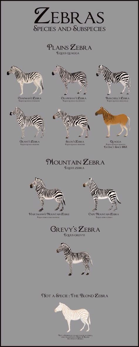 Zebra Species & Subspecies | Zebra species, Zebras, Animals wild