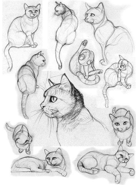 Pin on Animais | Cats art drawing, Cat drawing tutorial, Animal drawings