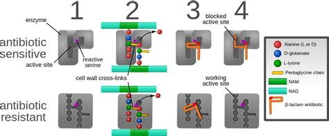 Cell Wall Synthesis Inhibitors: Examples, Inhibition, Resistance