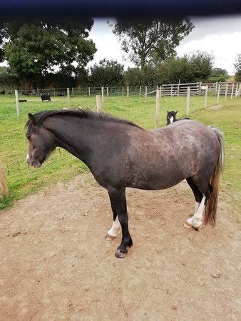 Dyfed Shire Horse Farm (Eglwyswrw) - 2020 All You Need to Know BEFORE ...