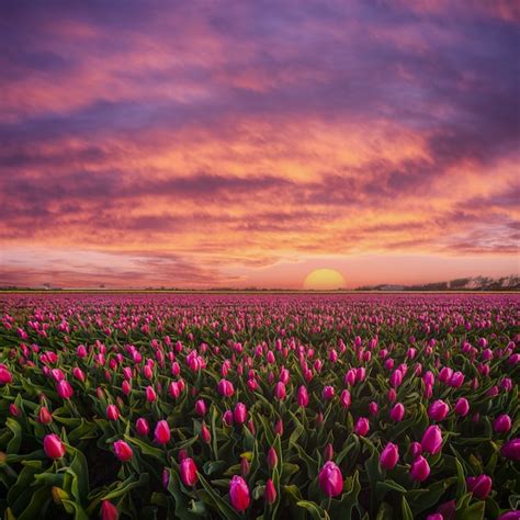 Premium Photo | Beautuful sunrise over big field of tulips