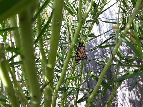 Swan Plant Milkweed - Local Seeds