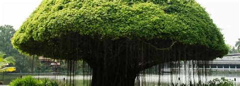 Banyan Tree Benefits | Lybrate