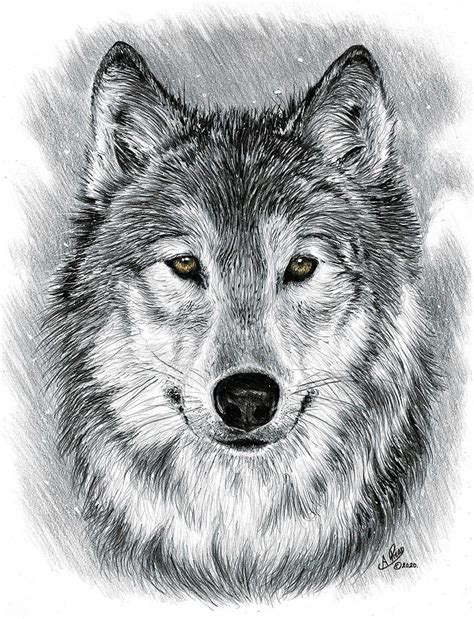 How To Draw A Grey Wolf - Bottlejoke9