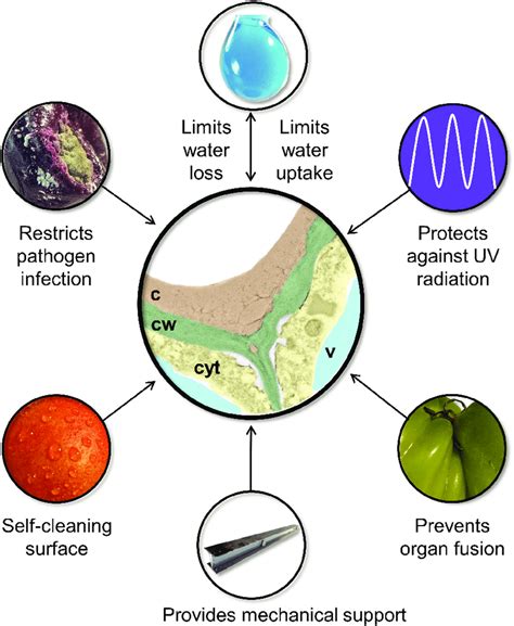 A summary of fruit cuticle functions. The central image shows a ...