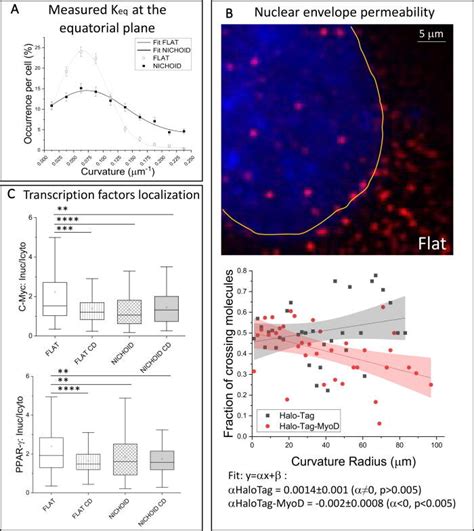 Euchromatin organization and gene expression in relation to ...