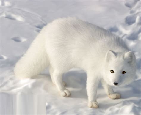 Arctic Fox - Pictures, Diet, Breeding, Life Cycle, Facts, Habitat ...