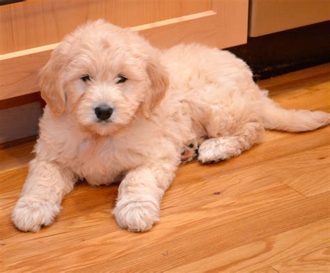 goldendoodle puppy - Timberidge Goldendoodles