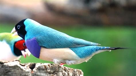 Top 10 Types Of Most Beautiful Pet Finches Bird In The World