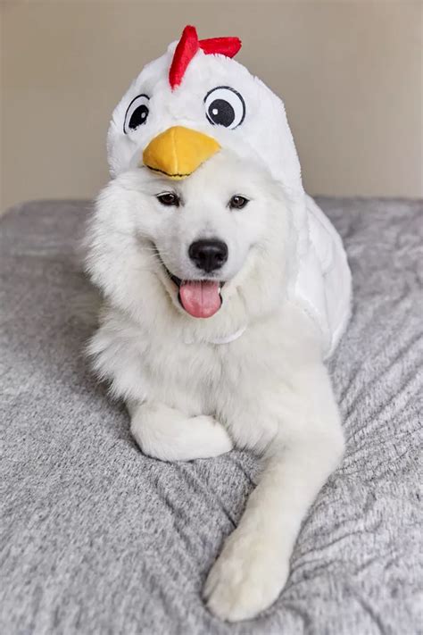 Chicken Dog Halloween Costume | Urban Outfitters