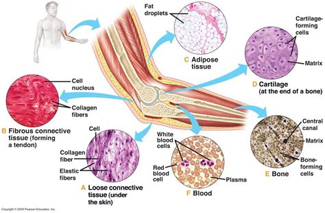 Connective Tissues | Loose connective tissue, Body tissues, Tissue types