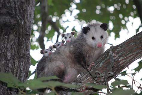 Opossum - Description, Habitat, Image, Diet, and Interesting Facts