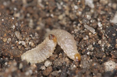 White Larvae In Garden Soil | Fasci Garden