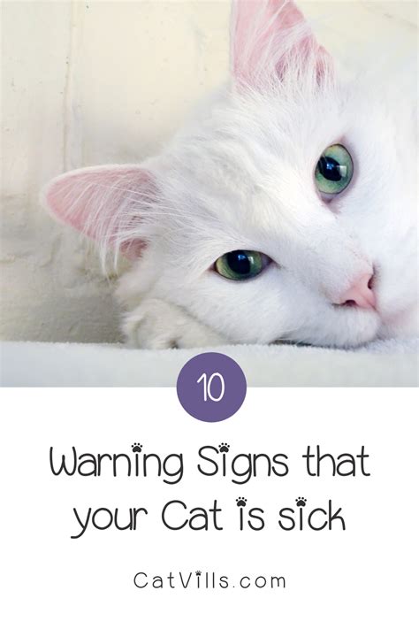 10 Warning Signs That Your Cat is Sick | Cats, Cat skin problems, Cat skin