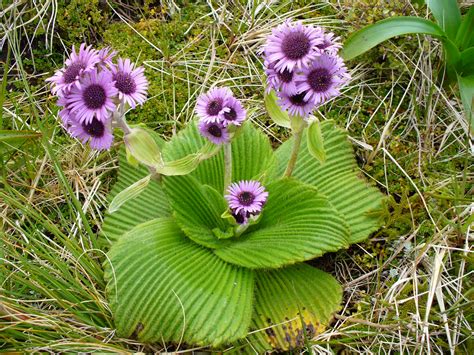 The Colorful Megaherbs of Sub-Antarctic New Zealand — In Defense of Plants