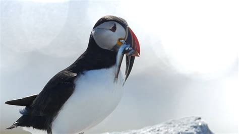 These Baby Puffins Show That Healthy Seabirds Need Forage Fish - YouTube