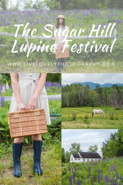 How To Celebrate The Lupine Festival At Sugar Hill | New hampshire, New ...