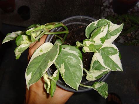 The Plant Princess: Variegated Pothos "Enjoy"