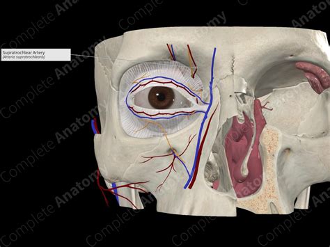 Supratrochlear Artery | Complete Anatomy