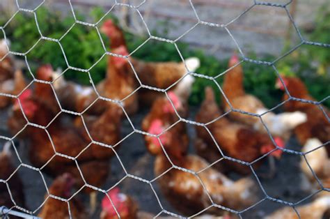 How to Build a Chicken Wire Fence - Chicken Farmers Union