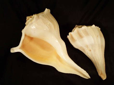 Left Handed Whelk [Seashells - Natural] – Naturally Wild Australia