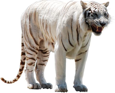 White Tiger PNG Transparent Images | PNG All