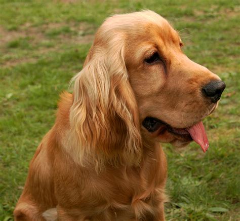 Cocker Spaniel Americano | DerechoAnimal.es