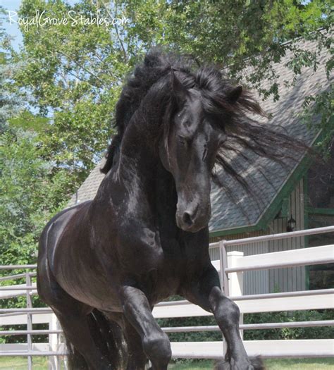 Royal Grove Stables Blog: STER FRIESIAN STALLION PHOTO SHOOT