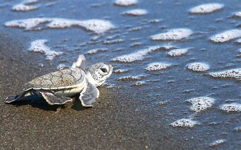 Climate Change Is Turning Threatened Sea Turtles Female - "Cooler ...