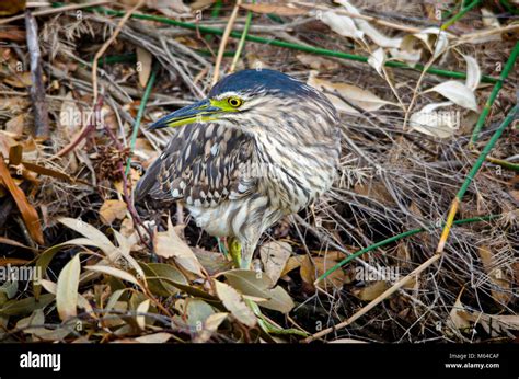 Juvenile Nankeen night heron (Nycticorax caledonicus) camouflaged in ...