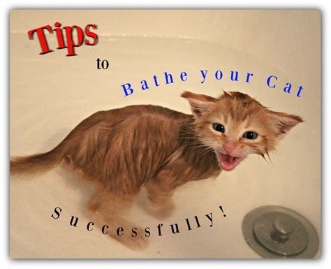 Tips to Bathe your Cat Successfully! | KiKi Talks Paws | Cat training ...