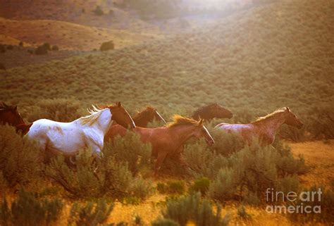 Wild Horses Running at Sunset Photograph by Diane Diederich