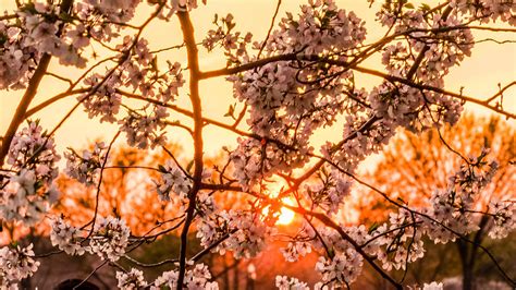 Cherry Blossoms At Sunset Photograph by Saurav Pandey