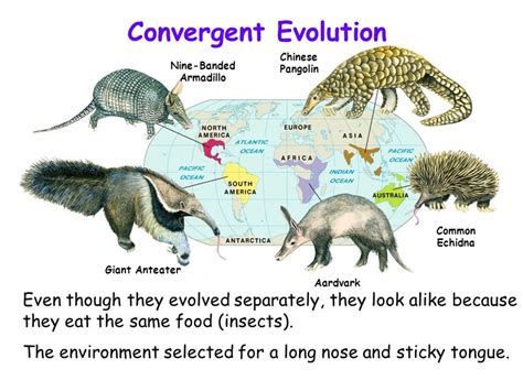 Pangolin Life Cycle Stages