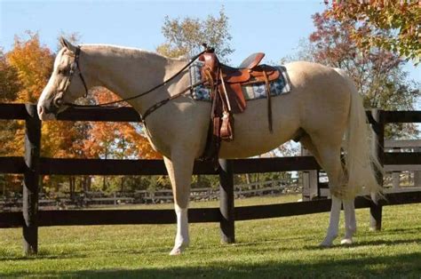 Cheap Horses: 10 Cheap Breeds & Where To Get Them