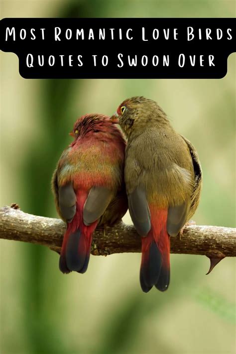 Most Romantic Love Birds Quotes to Swoon Over - Darling Quote