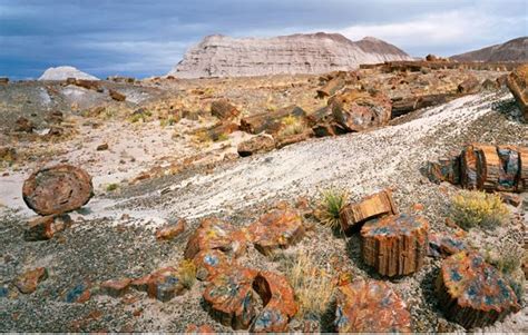 Petrified Forest National Park Fossils | www.imgkid.com - The Image Kid ...