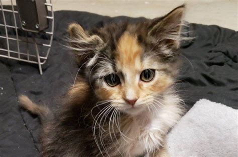 Colorado rescue discovers rare male calico 'unicorn' kitten - UPI.com