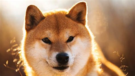 The 159 Most Popular (& Cute) Shiba Inu Names