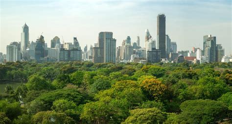 How Forests Near and Far Benefit People in Cities | TheCityFix