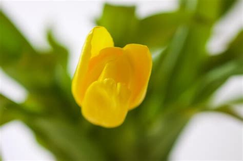 Premium Photo | Yellow tulips beautiful spring flowers