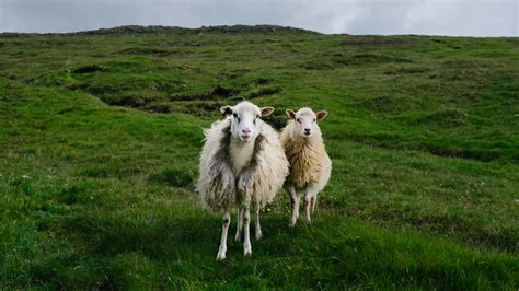 Faroe Islands Sheep Photography & Interesting facts about the sheep ...