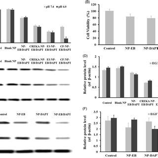 Cytotoxicity of different nanoparticles to tumor cells and effect of ...